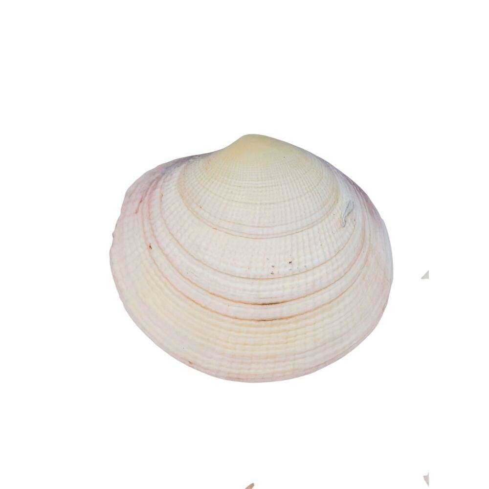 Four Sea Shells - Picture 5 of 7
